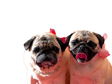 Enter a city and state or zip code to find a purina retailer near you. Dog Groomer Near Me - Englewood, NJ | Troy's Trims & Treats