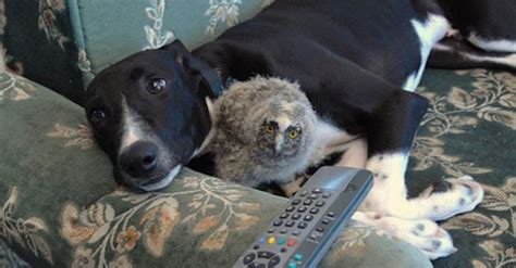 These Unexpected Animal Friendships Prove Love Has No