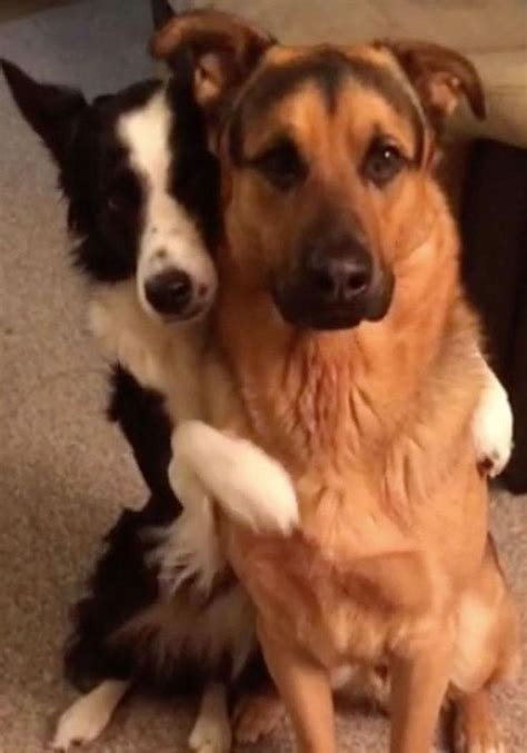 Just Try To Stay Composed When This Dog Hugs Its Bff Dogs Hugging