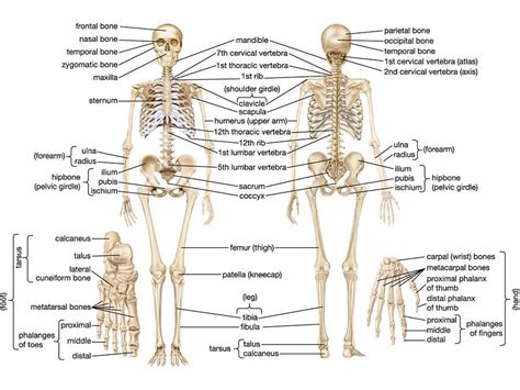 Human Skeleton Parts Functions Diagram And Facts