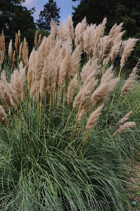 13 Terrific Tall Grasses  Ornamental grass landscape, Tall ornamental