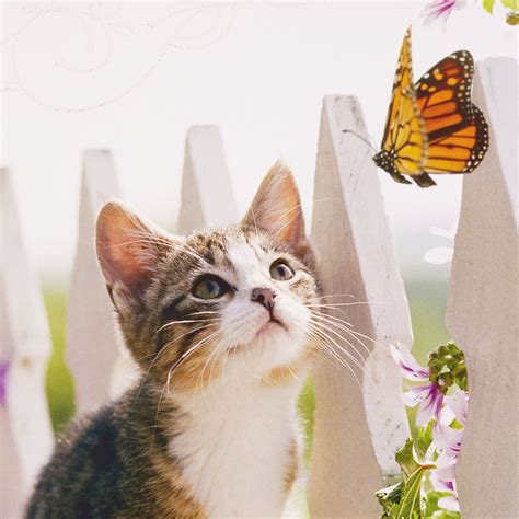 Cat And Butterfly Jumbo Friendship Card 1625 Greeting Cards Hallmark