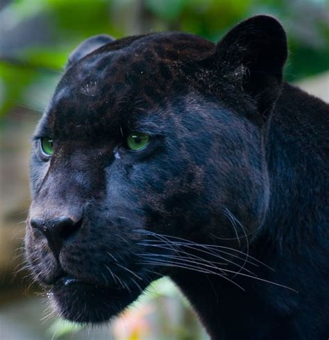 Beautiful Black Panther Photo This Photo Was Uploaded By