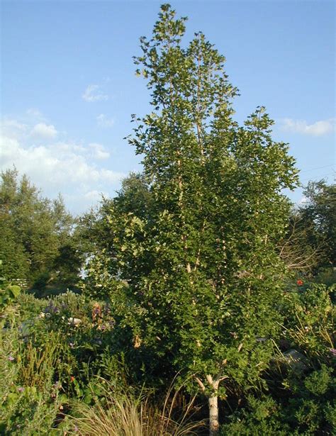 Wilson Landscape Nursery Plant Information Bigtooth Maple Tree Acer