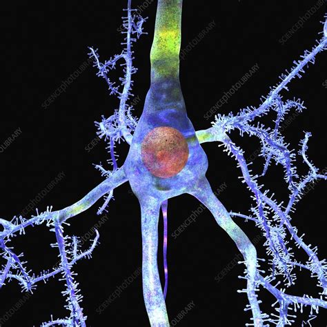 Pyramidal Cell In The Brain Artwork Stock Image C0195197
