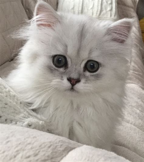 They enjoy being playful and interacting with the whole family but they also enjoy showing affection and cuddling up with the ones they love. Persian Cats For Sale | Hershey, PA #218282 | Petzlover