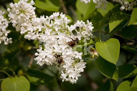 To make one pound of honey, a hive of bees must travel over 55. Bumble Bees Pollinating Flowers Stock Photos - FreeImages.com