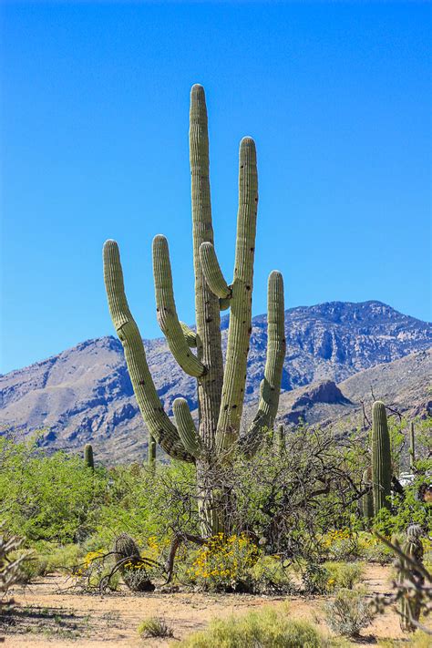 5 Shocking Facts About Arizonas Saguaro Cactus Did You Know These
