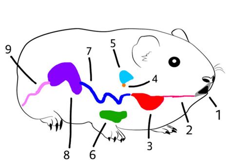 Guinea Pig Digestive System Flashcards Quizlet