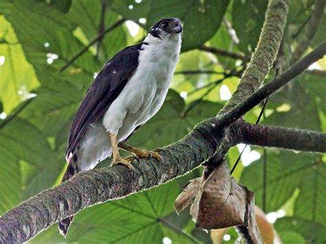 Collared Forest Falcon Ebird