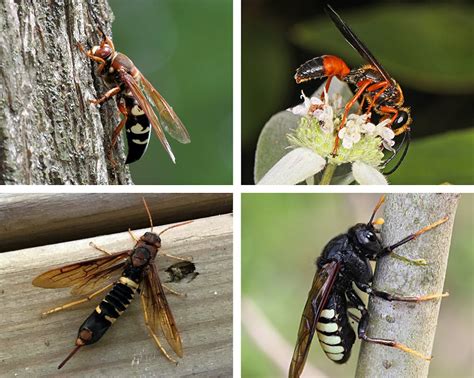 Our Fear Of Giant Hornets Is Oversized — And Threatens Native Insects