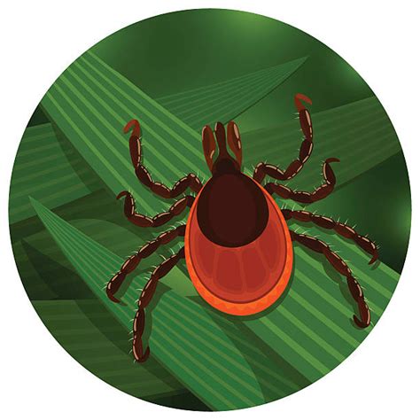 Best Tick Bug Illustrations Royalty Free Vector Graphics And Clip Art