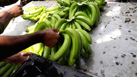 Banana Harvesting For Exports In Anantapur District Youtube