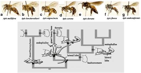 Pdf Chapter 2 Taxonomy And Distribution Of Different Honeybee Species