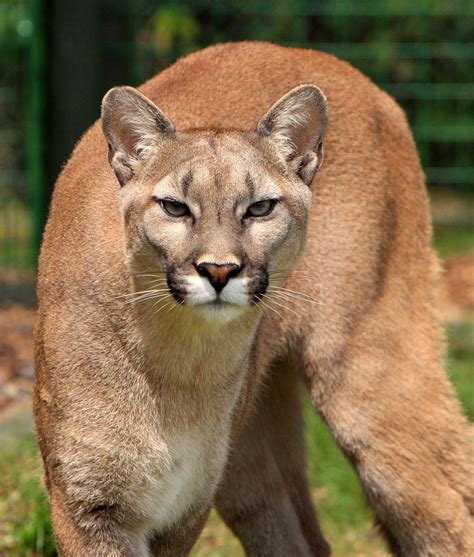 Cougar Free Stock Photo Public Domain Pictures