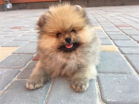 Pomeranian For Sale In Alaska 100 Petzlover