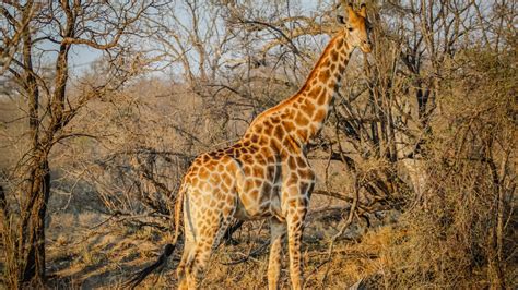 Download Wallpaper Wild Giraffe In African Safari 1280x720