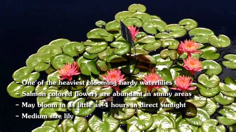 A beautiful way to add drama to your water garden setting! Colorado Hardy Water Lily. - YouTube