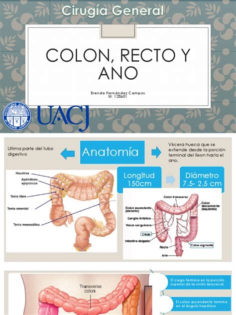 Colon Recto Y Ano Enfermedad De Crohn Intestino Grueso