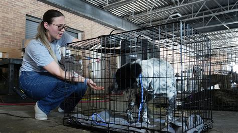 Austins Animal Shelter Halts Pet Intake Cites Affordability Issues