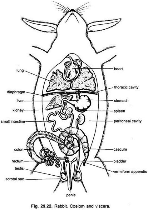 Rabbit Muscular Anatomy