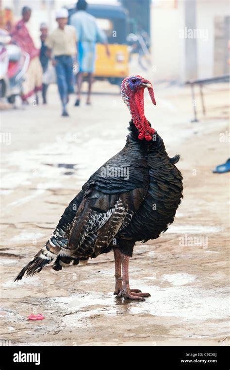Birds Of India Hi Res Stock Photography And Images Alamy