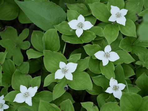 Wildflowers In Northern British Columbia Backwoods Mama