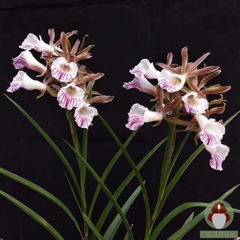 Galeandra Devoniana Orchids Species Gardening Ballerinas Lawn And