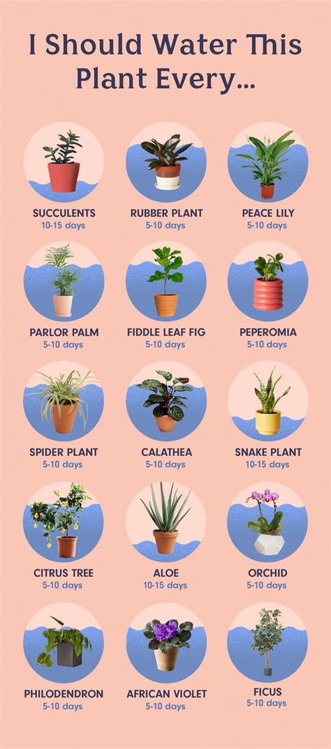 Plant Care Houseplant Indoor Plant Care Best Indoor Plants House