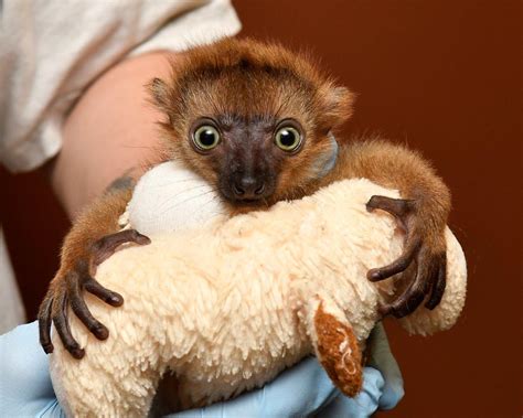 Baby Lemur Born By Rare C Section At Duke Lemur Center Duke Lemur Center