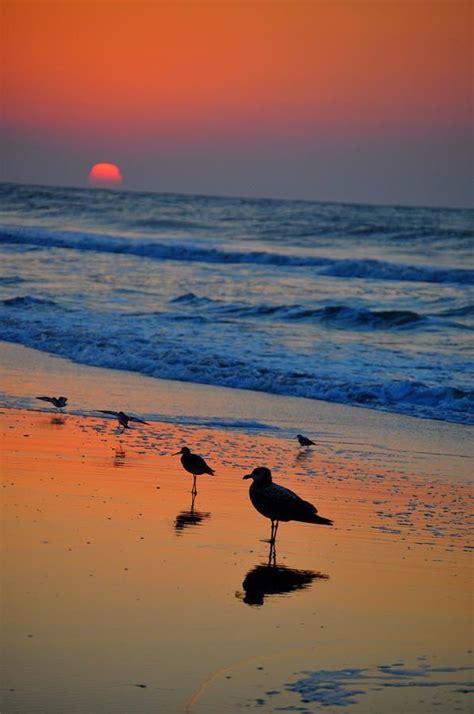 Seagull Art Sunrise Beach Sunrise Beach Scenes