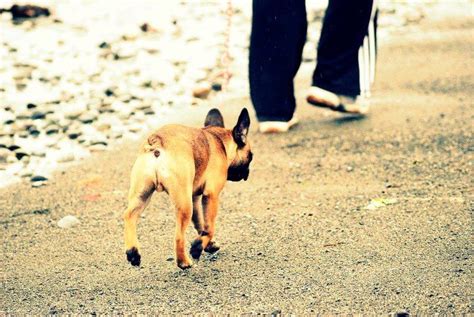Our greatest need is foster homes. Teddy on the beach on Vancouver Island | Vancouver island ...