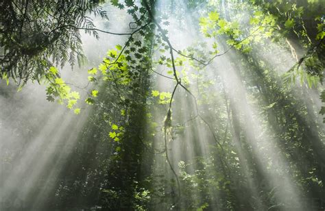 Scenic View Of Sunrays Streaming Through Trees In Forest Stock Photo