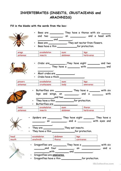 All About Invertebrates Worksheets Worksheetsday