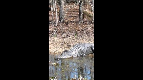 Big Gators At Lake Eufaula Youtube