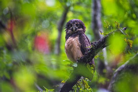 Spectacled Owl Sean Crane Photography