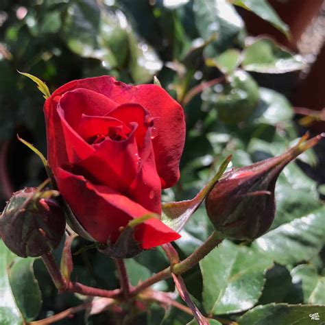Hot Cocoa™ Rose — Green Acres Nursery And Supply