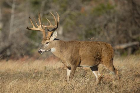 White Tailed Deer Odocoileus Virginianus By Murray Thomas Wild Deer