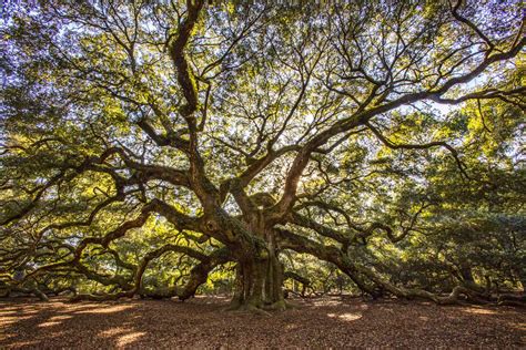 15 Of The Most Remarkable Trees In The United States