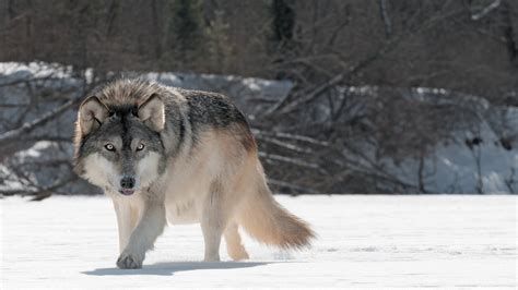 Animal Wolf Is Walking On A Flat Snowy Surface 4k 5k Hd Animals