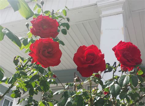 Choose from hundreds of free flower wallpapers. Rose - gulab flower-Buddhism