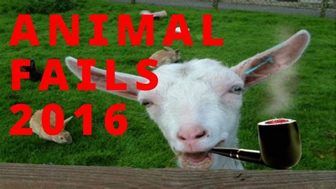 Epic Animal Fails February 2016 Ultimate Funny Animal Fails