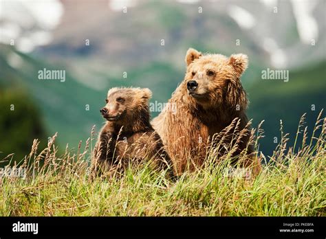 Two Kodiak Bears Ursus Arctos Middendorffi Sitting In Grass On A
