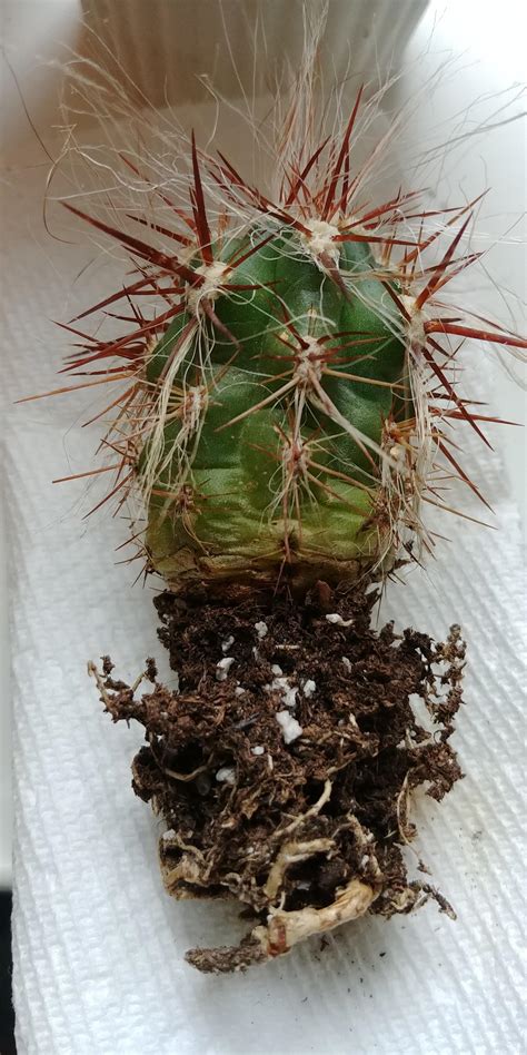 Let it dry for a few days to let it callous over. Can this overwatered cactus be saved? Thank you! : succulents