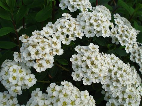 Small White Flower Clusters Uk Flickr