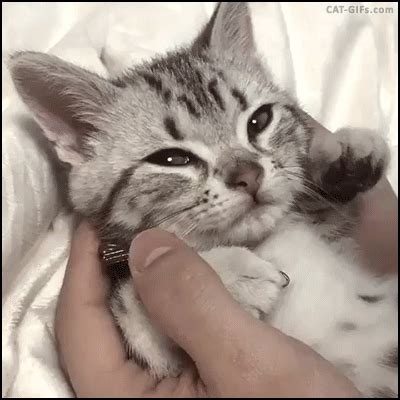 Cat Gifs Riset