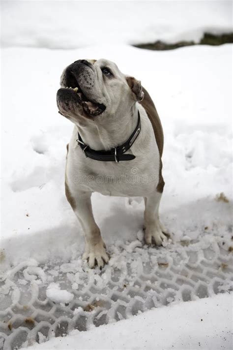 English Bulldog In Snow Stock Image Image Of Bulldog 137062983