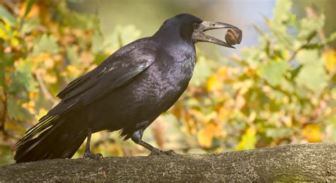 Nutty Rook Rook Corvus Frugilegus Perched On An Oak Tree Flickr