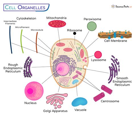 Cell Organelles Definition Examples Functions And Diagram
