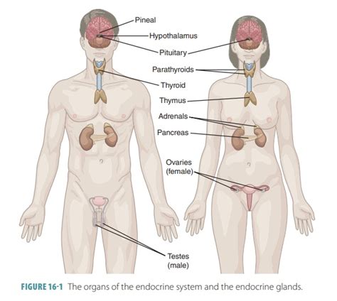 Endocrine System Anatomy And Physiology